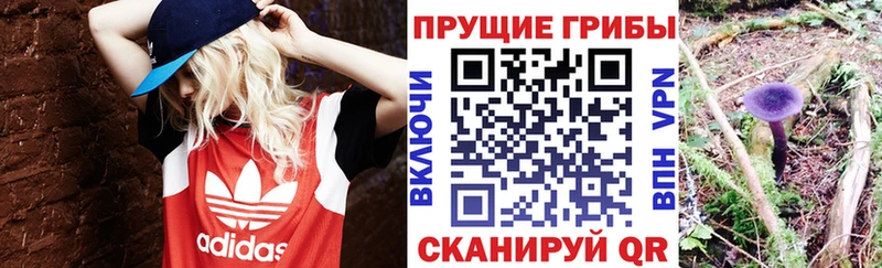 darknet телеграм Бронницы Галлюциногенные грибы Psilocybine cubensis